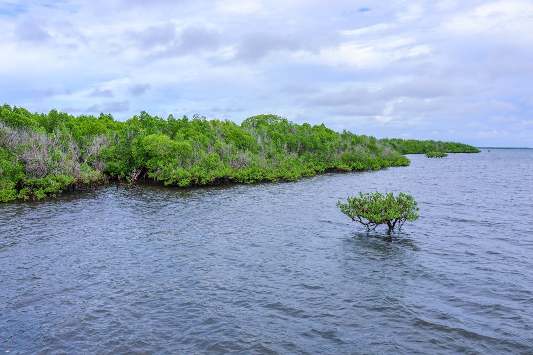 Vinhomes Green Paradise Cần Giờ — mangrove coastline